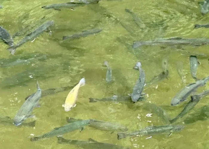 Orle Gniazdo Panzió 3*